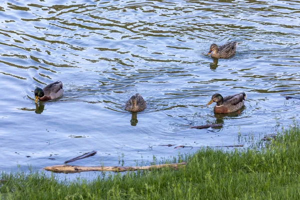 Photograph Ducks Looking Food While Paddling Flood Waters Manapouri Boat — Stock Photo, Image