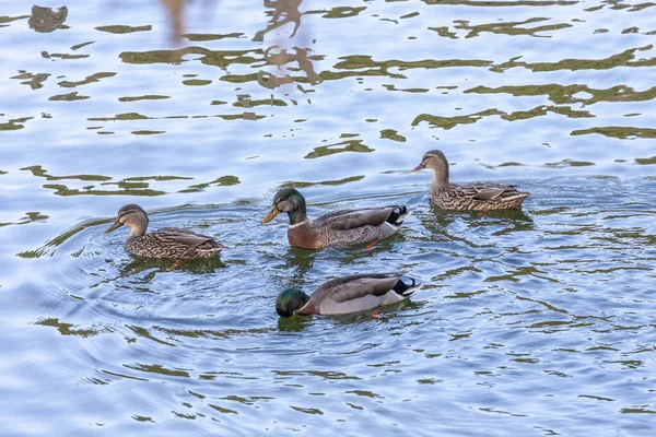 Photograph Ducks Looking Food While Paddling Flood Waters Manapouri Boat — Stock Photo, Image