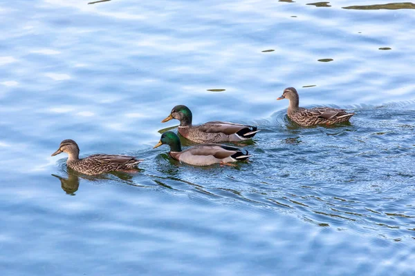 stock image Photograph of Ducks looking for food while paddling in flood waters at the Manapouri Boat Club in Fiordland on the South Island of New Zealand