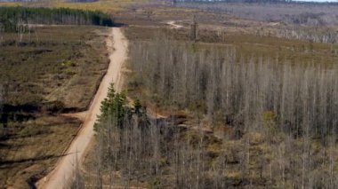 Avustralya 'daki Yeni Güney Galler' in Merkez Tabloları 'ndaki Newnes Eyalet Ormanı' ndaki toprak yol boyunca çalı yangınından etkilenen büyük ağaçların insansız hava aracı görüntüleri.