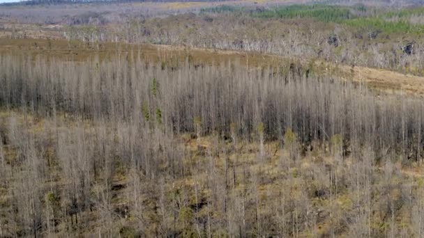 Drone Images Aériennes Grands Arbres Rétablissant Feu Brousse Dans Forêt — Video