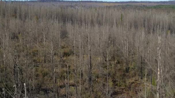 사우스 웨일즈의 태블릿 랜드의 숲에서 트랙을 파이어에 영향을받는 나무의 비디오 — 비디오