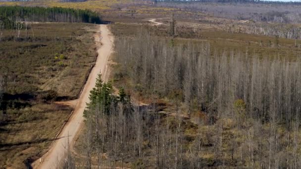 Imágenes Aéreas Drones Árboles Grandes Afectados Por Incendios Forestales Largo — Vídeo de stock