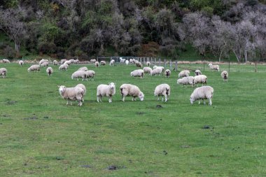 Yeni Zelanda 'nın Güney Adası' ndaki Queenstown yakınlarındaki Moke Gölü yakınlarındaki yemyeşil otlakta otlayan bir koyun sürüsünün fotoğrafı.