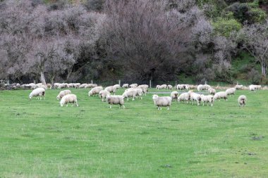 Yeni Zelanda 'nın Güney Adası' ndaki Queenstown yakınlarındaki Moke Gölü yakınlarındaki yemyeşil otlakta otlayan bir koyun sürüsünün fotoğrafı.