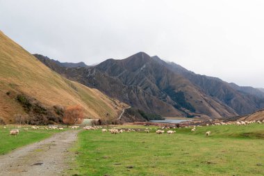 Yeni Zelanda 'nın güneyindeki Queenstown yakınlarındaki Moke Gölü yakınlarındaki yemyeşil bir vadide otlayan bir koyun sürüsünün fotoğrafı.