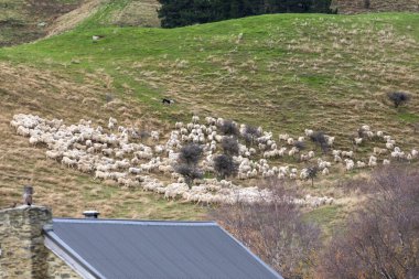 Yeni Zelanda 'nın güney adası Queenstown yakınlarındaki Moke Gölü yakınlarındaki yemyeşil bir tepede sürüyle koyun sürüsü fotoğrafı.