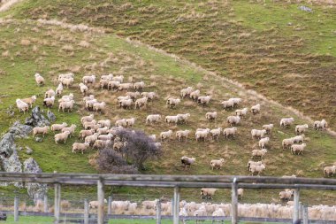 Yeni Zelanda 'nın güney adası Queenstown yakınlarındaki Moke Gölü yakınlarındaki yemyeşil bir tepede sürüyle koyun sürüsü fotoğrafı.