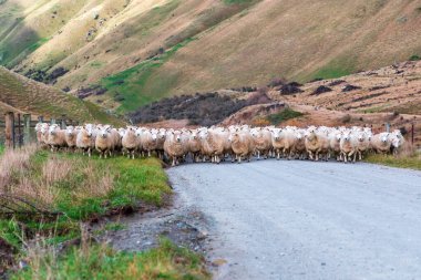 Yeni Zelanda 'nın güneyindeki Queenstown yakınlarındaki Moke Gölü yakınlarındaki bir vadide bir yol boyunca sürülen bir koyun sürüsünün fotoğrafı.