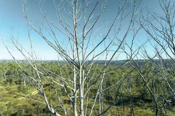 Zdjęcie Lotnicze Drona Dużego Martwego Drzewa Które Zostało Dotknięte Poważnymi — Zdjęcie stockowe