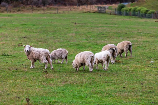 Photograph Mob Sheep Grazing Lush Green Pasture Lake Moke Queenstown — Stock Photo, Image