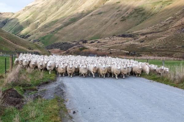 stock image Photograph of a mob of sheep being herded along a road in a valley to a new pasture near Lake Moke near Queenstown on the South Island of New Zealand