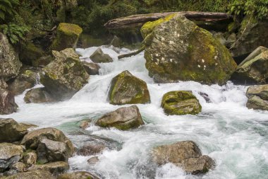 Yeni Zelanda 'nın Güney Adası' ndaki Fiordland Ulusal Parkı 'nda yemyeşil yapraklarla çevrili küçük bir vadide akan hızlı bir nehrin fotoğrafı.