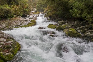 Yeni Zelanda 'nın Güney Adası' ndaki Fiordland Ulusal Parkı 'nda yemyeşil yapraklarla çevrili küçük bir vadide akan hızlı bir nehrin fotoğrafı.