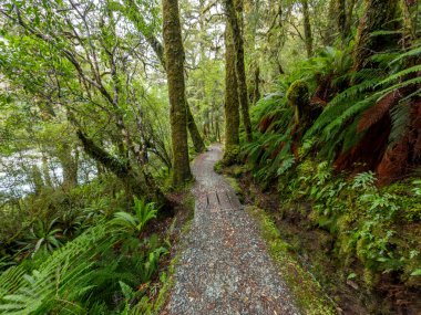 Yeni Zelanda 'nın Güney Adası' ndaki Fiordland Ulusal Parkı 'nda yemyeşil yağmur ormanlarıyla çevrili bir turist yürüyüş pistinin fotoğrafı.