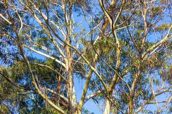 Photograph of bright green gum leaves on a Eucalyptus tree in the Blue Mountains National Park in New South Wales in Australia