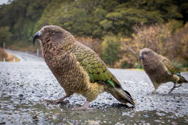 Yeni Zelanda 'nın Güney Adası' ndaki Fiordland Ulusal Parkı 'nda yağmurda yerde duran büyük yeşil bir KEA papağanının fotoğrafı.