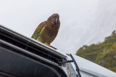 Yeni Zelanda 'nın güney adasındaki Fiordland Ulusal Parkı' nda yağmurda beyaz bir turist minibüsünde oturan büyük yeşil bir KEA papağanının fotoğrafı.