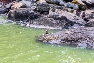 Yeni Zelanda 'nın Güney Adası' ndaki Fiordland Ulusal Parkı 'nda Milford Sound' da bir kayanın üzerinde oturan bebek bir fok yavrusunun fotoğrafı.