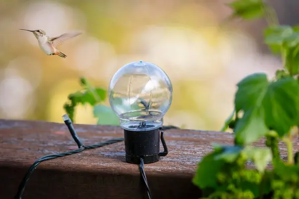 Photograph of a small bird flying near ornamental light globe on the wooden deck near a plant at a residential house