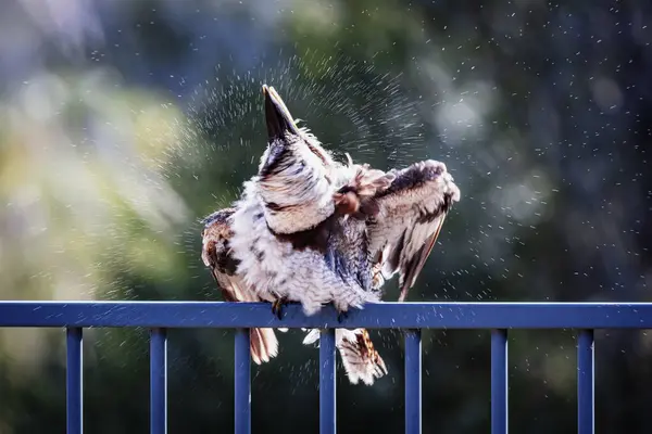 Photograph Kookaburra Shaking Water Feathers While Sitting Fence Taking Swim — Stock Photo, Image