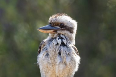 Avustralya 'nın Yeni Güney Galler' indeki Mavi Dağlar 'da evcil bir yüzme havuzunda yüzdükten sonra çitin üzerinde otururken gün ışığında dinlenen bir Kookaburra' nın fotoğrafı..