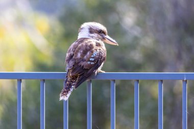 Avustralya 'nın Yeni Güney Galler' indeki Mavi Dağlar 'da evcil bir yüzme havuzunda yüzdükten sonra çitin üzerinde otururken gün ışığında dinlenen bir Kookaburra' nın fotoğrafı..