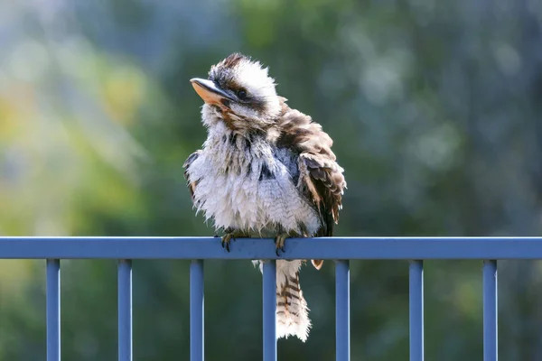 Fotografia Kookaburra Limpando Suas Penas Enquanto Sentado Uma Cerca Depois — Fotografia de Stock