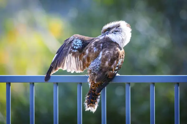 Photograph Kookaburra Cleaning Feathers While Sitting Fence Taking Swim Domestic — Stock Photo, Image