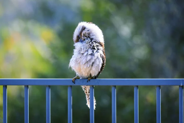 Foto Einer Kookaburra Die Ihre Federn Putzt Während Sie Auf — Stockfoto