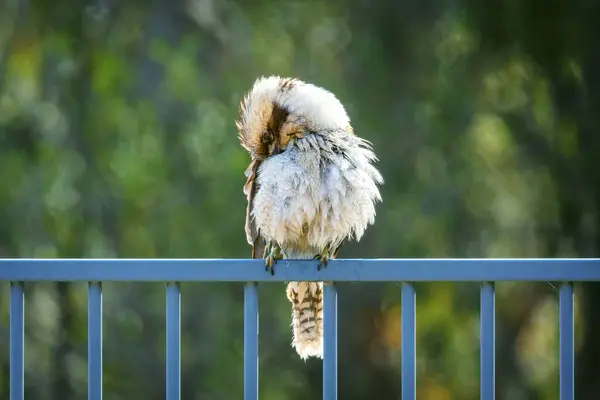 Photograph Kookaburra Cleaning Feathers While Sitting Fence Taking Swim Domestic — Stock Photo, Image