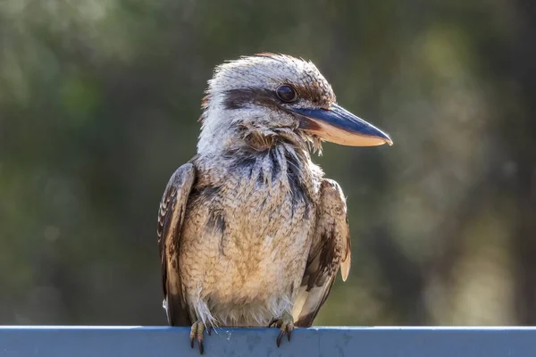 Fotografia Kookaburra Che Rilassa Sotto Sole Mentre Siede Una Recinzione — Foto Stock