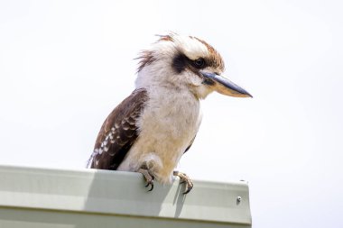 Avustralyalı bir Kookaburra 'nın, Avustralya' daki Mavi Dağlar 'daki güneş ışığı altındaki bir evin oluğunda dinlenirken çekilmiş fotoğrafı.