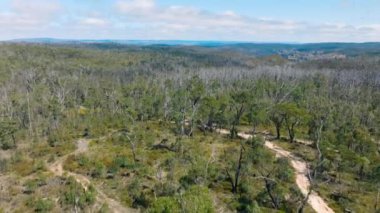 Avustralya 'nın Yeni Güney Galler' indeki Mavi Dağlar 'da çıkan şiddetli çalı yangınından kurtulan büyük bir sakız ormanının insansız hava aracı görüntüleri.
