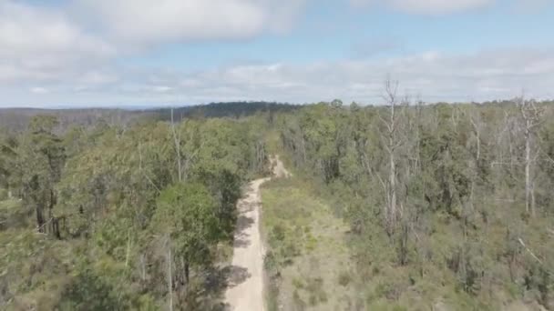 オーストラリアのニューサウスウェールズのブルーマウンテンズで深刻なブッシュファイアから回復するガムツリーの大きな森のドローン空中映像 — ストック動画