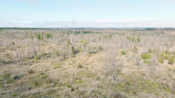 オーストラリアのニューサウスウェールズのブルーマウンテンズで深刻な茂みの火災から再生する大きな森でガムの木のドローン空中映像 — ストック動画