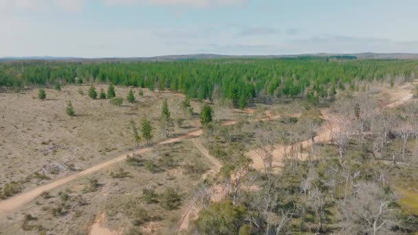 Imágenes Aéreas Drones Árboles Goma Gran Bosque Regenerándose Graves Incendios — Vídeos de Stock