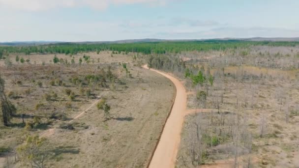 Безпілотні Аерофотознімки Ясен Великому Лісі Відновлюються Від Сильних Пожеж Блакитних — стокове відео