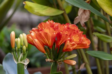 Avustralya 'daki Mavi Dağlar' daki bir bahçedeki çiçek açan Belçika Kırmızısı Clivia Kaffir Lily 'nin fotoğrafı.