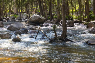 Coxs Nehri 'nin fotoğrafı Avustralya' nın Mavi Dağları 'ndaki yemyeşil bir ormandan akıyor.