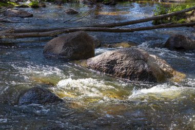 Coxs Nehri 'nin fotoğrafı Avustralya' nın Mavi Dağları 'ndaki yemyeşil bir ormandan akıyor.