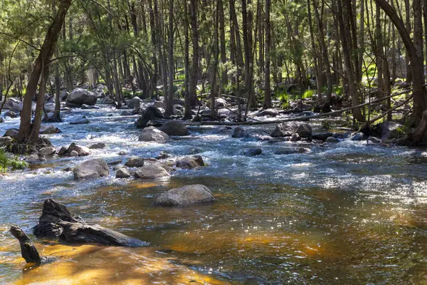 Coxs Nehri 'nin fotoğrafı Avustralya' nın Mavi Dağları 'ndaki yemyeşil bir ormandan akıyor.