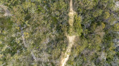 İnsansız hava aracı fotoğrafı Avustralya 'nın Yeni Güney Galler' indeki Mavi Dağlar 'daki büyük yeşil bir okaliptüs ormanında toprak bir yola bakıyor.