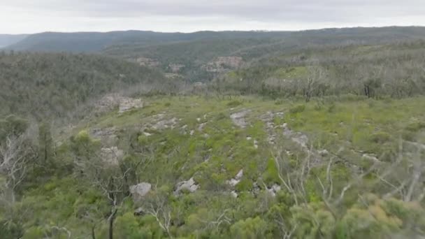 Rekaman Udara Drone Dari Hutan Pohon Eukaliptus Besar Yang Pulih — Stok Video