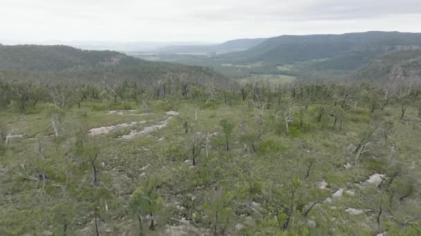 Rekaman Udara Drone Dari Hutan Pohon Eukaliptus Besar Yang Pulih — Stok Video