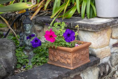 Petunya çiçeklerinin Avustralya 'nın Yeni Güney Galler' indeki Mavi Dağlar 'daki evcil bir bahçede açtığı fotoğraf