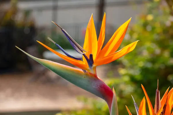 Evcil bir bahçede çiçek açan turuncu bir Strelitzia çiçeğinin fotoğrafı. Ayrıca Cennet Kuşu olarak da bilinir çünkü Güney Afrika 'daki parlak renkli bir kuşun kafasına benzer..