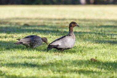 Avustralya 'nın NSW kentindeki Mavi Dağlar' da büyük bir çim tarlasında ot yiyen bir grup Avustralya Orman Ördeği 'nin fotoğrafı..