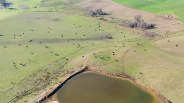 Avustralya 'nın Yeni Güney Galler bölgesindeki Karlı Dağlar' da yemyeşil ve yemyeşil bir tarım çayırındaki sulama barajının yakınında otlayan büyük bir kara sığır sürüsünün insansız hava aracı fotoğrafı..