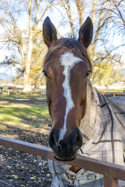 stock image Photograph of race horse in an outdoors livery yard near the race track in the township of Tumut in the Snowy Mountains in regional New South Wales in Australia.